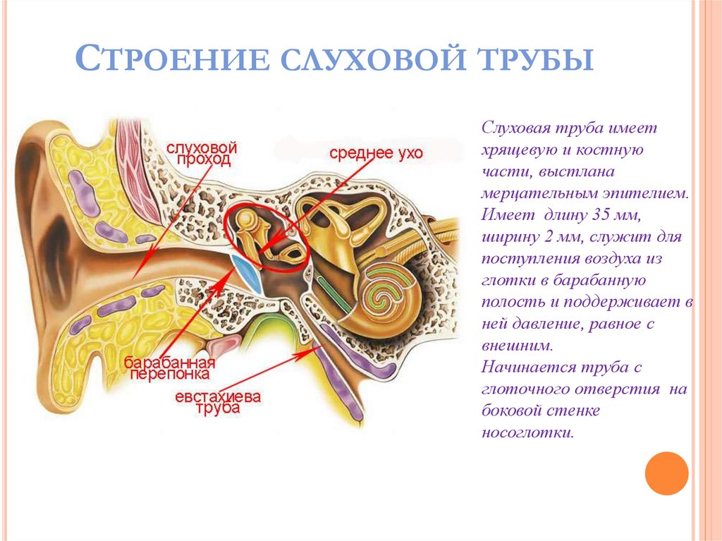 Экссудативный средний отит